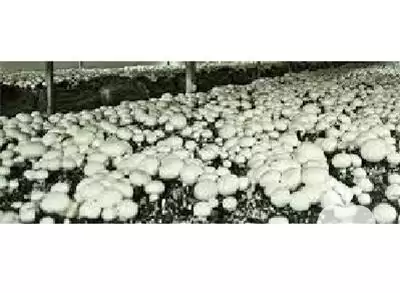 فروش انواع کمپوست قارچ خوراکی یکتا در تهران در گروه خرید و فروش قارچ در یکمیوه -عکس1