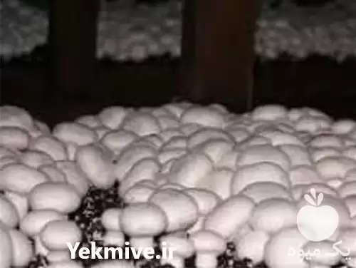 فروش خرید کمپوست قارچ دکمه ای در خرم‌ آباد در گروه خرید و فروش قارچ در یکمیوه -عکس1