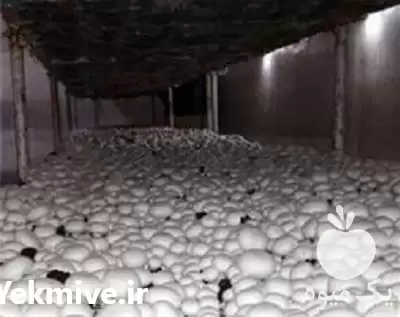 فروش قیمت روز کمپوست قارچ دکمه در تهران در گروه خرید و فروش قارچ در یکمیوه -عکس1