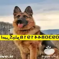 خرید فروش سگ های و فادار در مهر در گروه سگ و گربه در یکمیوه
