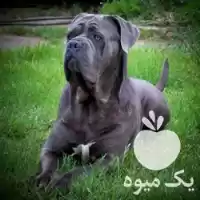 کنکورسو فروش سگ نگهبان کینکورسو در ماهدشت در گروه سگ و گربه در یکمیوه