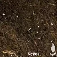 فروش کمپوست آماده قارچ دکمه ای در تهران در گروه خرید و فروش قارچ در یکمیوه