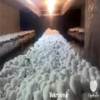 قیمت خرید کمپوست قارچ دکمه ای در خرم‌ آباد در گروه خرید و فروش قارچ در یکمیوه