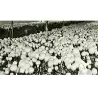 فروش انواع کمپوست قارچ خوراکی یکتا در تهران در گروه خرید و فروش قارچ در یکمیوه