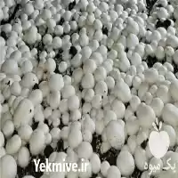فروش کمپوست قارچ دکمه ای در قم در گروه خرید و فروش قارچ در یکمیوه