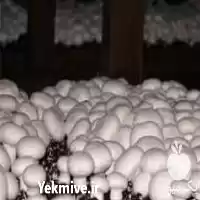 فروش خرید کمپوست قارچ دکمه ای در خرم‌ آباد در گروه خرید و فروش قارچ در یکمیوه