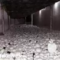 فروش قیمت روز کمپوست قارچ دکمه در تهران در گروه خرید و فروش قارچ در یکمیوه