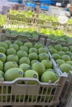 فروش سیب سبز و شکی در مهاباد در گروه خرید و فروش سیب در یکمیوه