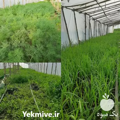 قیمت خرید انواع سبزی در ساری در گروه خرید و فروش انواع سبزی ها در یکمیوه -عکس1