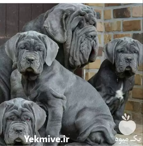 خرید سگ با مجوز فروش سگ در ماهدشت در گروه سگ و گربه در یکمیوه -عکس1