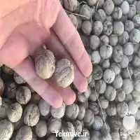 خرید فروش گردو بادام کشک سماق در سنندج در گروه خرید و فروش بادام در یکمیوه