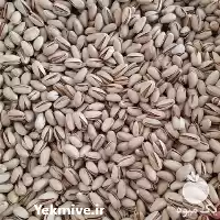 خرید و فروش پسته عمده در مشهد در گروه خرید و فروش پسته در یکمیوه