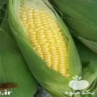 ذرت مکزیکی سوپر شیرین درجه یک در تهران در گروه خرید و فروش ذرت در یکمیوه
