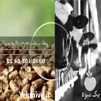 قیمت خرید سبوس برنج خوراک دام در اندیمشک در گروه خوراک دام و طیور در یکمیوه