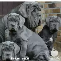 خرید سگ با مجوز فروش سگ در ماهدشت در گروه سگ و گربه در یکمیوه