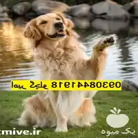 خرید انواع سگ های خانگی در مهر در گروه سگ و گربه در یکمیوه