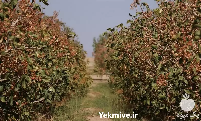 خرید پسته اکبری در تناژ بالا در کرمان  در گروه خرید و فروش پسته در یکمیوه -عکس1