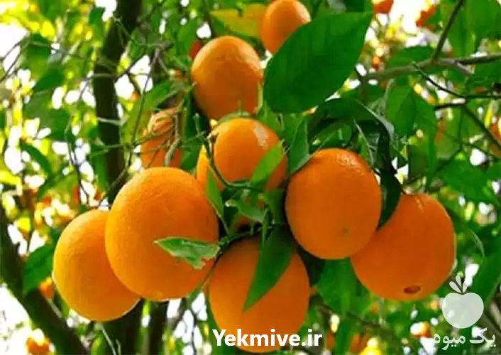 خرید و فروش انواع مرکبات در ساری در گروه خرید و فروش محصولات کشاورزی در یکمیوه -عکس1