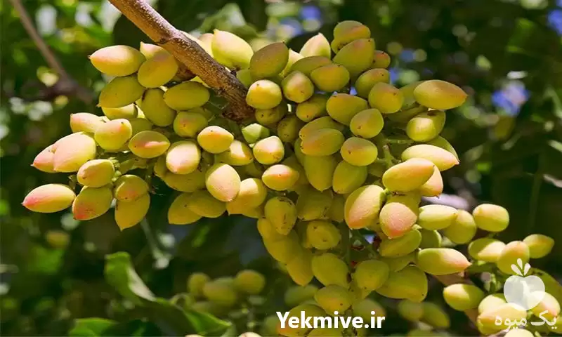 فروش خرید پسته احمد آقایی در کرمان  در گروه خرید و فروش پسته در یکمیوه -عکس1