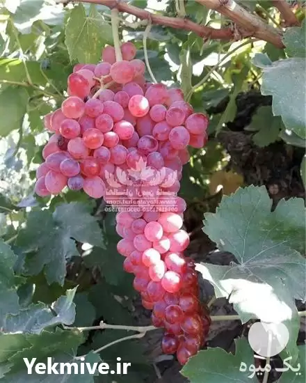 فروش خرید نهال انگور بیدانه قرمز در تهران در گروه خرید و فروش نهال انگور در یکمیوه -عکس1