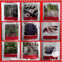 قیمت خرید و پخش گیاهان دارویی در ساری در گروه خرید و فروش گیاهان دارویی در یکمیوه