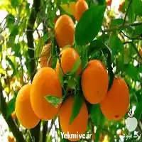 خرید و فروش انواع مرکبات در ساری در گروه خرید و فروش محصولات کشاورزی در یکمیوه