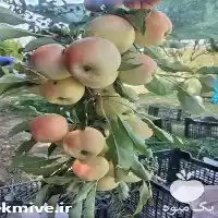 فروش سیب پا درختی در گروه خرید و فروش سیب در یکمیوه