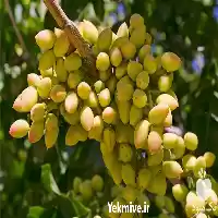 فروش خرید پسته احمد آقایی در کرمان  در گروه خرید و فروش پسته در یکمیوه