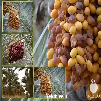 خرید و فروش عمده خرما در تهران در گروه خرید و فروش خرما در یکمیوه