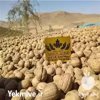 خرید نهال گردو پربار و مقاوم در تهران در گروه خرید و فروش نهال گردو در یکمیوه