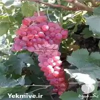 فروش خرید نهال انگور بیدانه قرمز در تهران در گروه خرید و فروش نهال انگور در یکمیوه