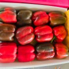 فروش بارگیری فلفل دلمه رنگی اصفهان در گروه خرید و فروش فلفل در یکمیوه