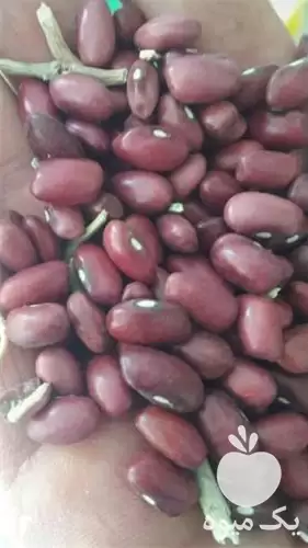 فروش انواع حبوبات شامل لوبیا سفید در اصفهان در گروه خرید و فروش غلات و حبوبات در یکمیوه -عکس1