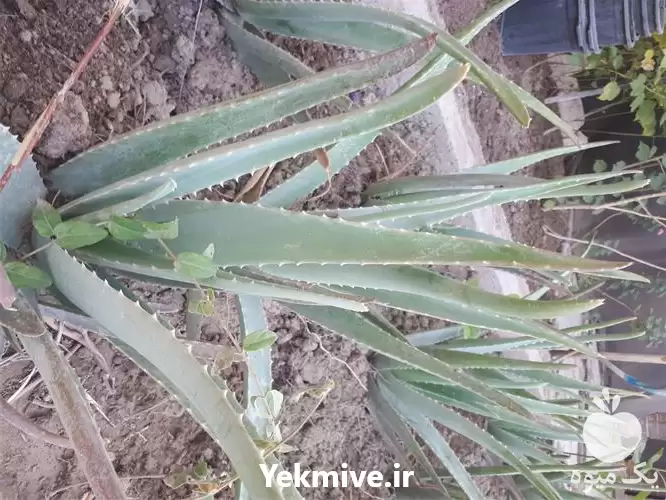 قیمت خرید گل آلوورا در اهواز در گروه خرید و فروش گیاهان دارویی در یکمیوه -عکس1