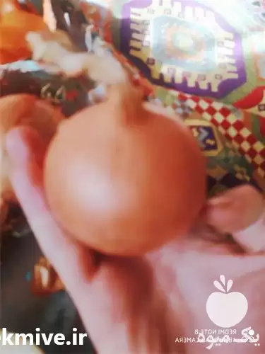 فروش پخش پیاز زرد فلات بجنورد در کرج در گروه خرید و فروش پیاز در یکمیوه -عکس1