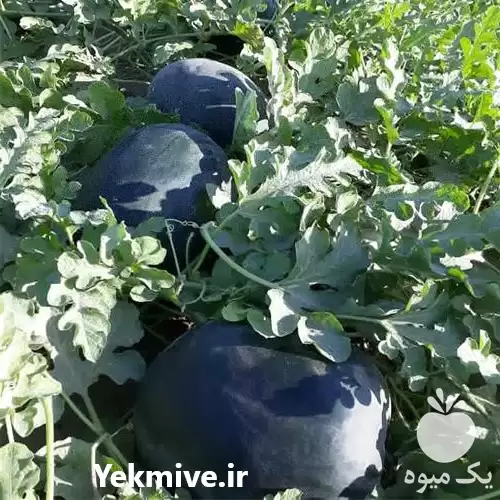 خرید و فروش محصولات کشاورزی در گروه خرید و فروش محصولات کشاورزی در یکمیوه -عکس1