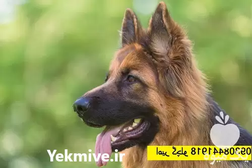 خرید سگ ژرمن به صورت ویژه در مهر در گروه سگ و گربه در یکمیوه -عکس1