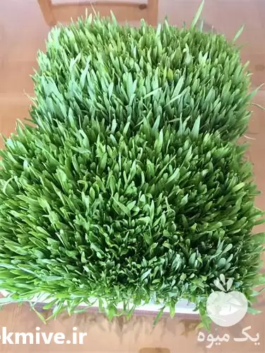 فروش علوفه هیدروپونیک در قزوین در گروه خوراک دام و طیور در یکمیوه -عکس1