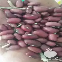 فروش انواع حبوبات شامل لوبیا سفید در اصفهان در گروه خرید و فروش غلات و حبوبات در یکمیوه