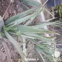 قیمت خرید گل آلوورا در اهواز در گروه خرید و فروش گیاهان دارویی در یکمیوه