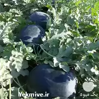 خرید و فروش محصولات کشاورزی در گروه خرید و فروش محصولات کشاورزی در یکمیوه