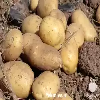 فروش سیب زمینی در مشهد در گروه خرید و فروش سیب زمینی در یکمیوه