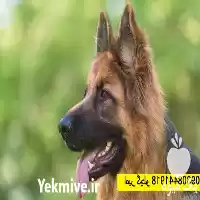 خرید سگ ژرمن به صورت ویژه در مهر در گروه سگ و گربه در یکمیوه