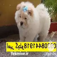 خرید سگ پشمالوی چاو چاو در تهران در گروه سگ و گربه در یکمیوه