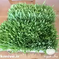 فروش علوفه هیدروپونیک در قزوین در گروه خوراک دام و طیور در یکمیوه