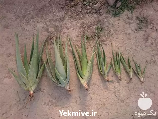 فروش برگ و پاجوش آلوئه ورا در خرم‌ آباد در گروه خرید و فروش پاجوش گل و گیاه در یکمیوه -عکس1