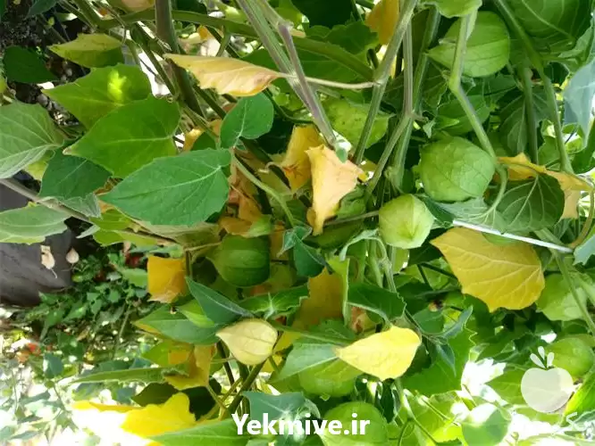 قیمت خرید میوه فیسالیس در تبریز در گروه خرید و فروش میوه استوایی در یکمیوه -عکس1