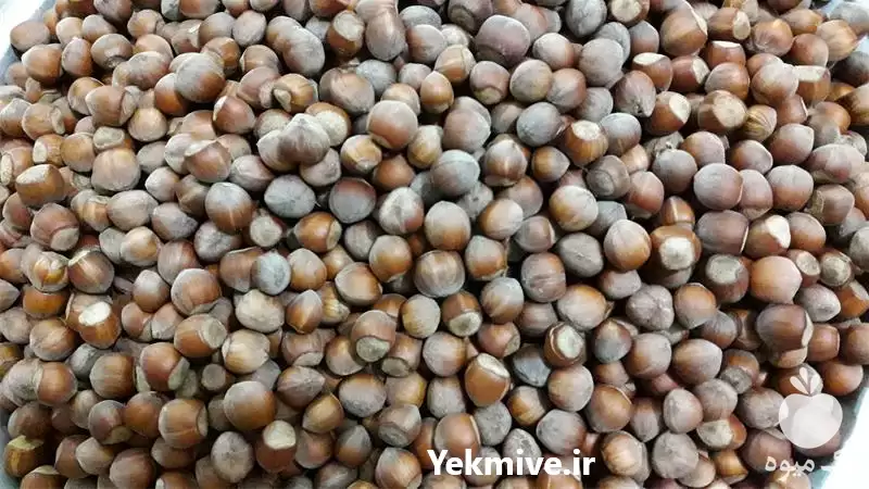 قیمت خرید فندق خوب و درشت در ساری در گروه خرید و فروش فندق در یکمیوه -عکس1