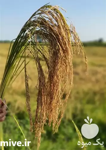 فروش برنج هاشمی فوق اعلا مستقیم در تهران در گروه خرید و فروش برنج در یکمیوه -عکس1