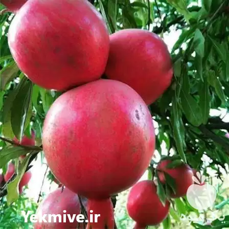 قیمت انار قرمز صادراتی در همدان در گروه خرید و فروش انار در یکمیوه -عکس1